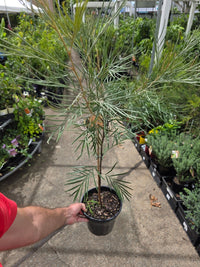 Grevillea Caloundra Gem - Ladybird Nursery