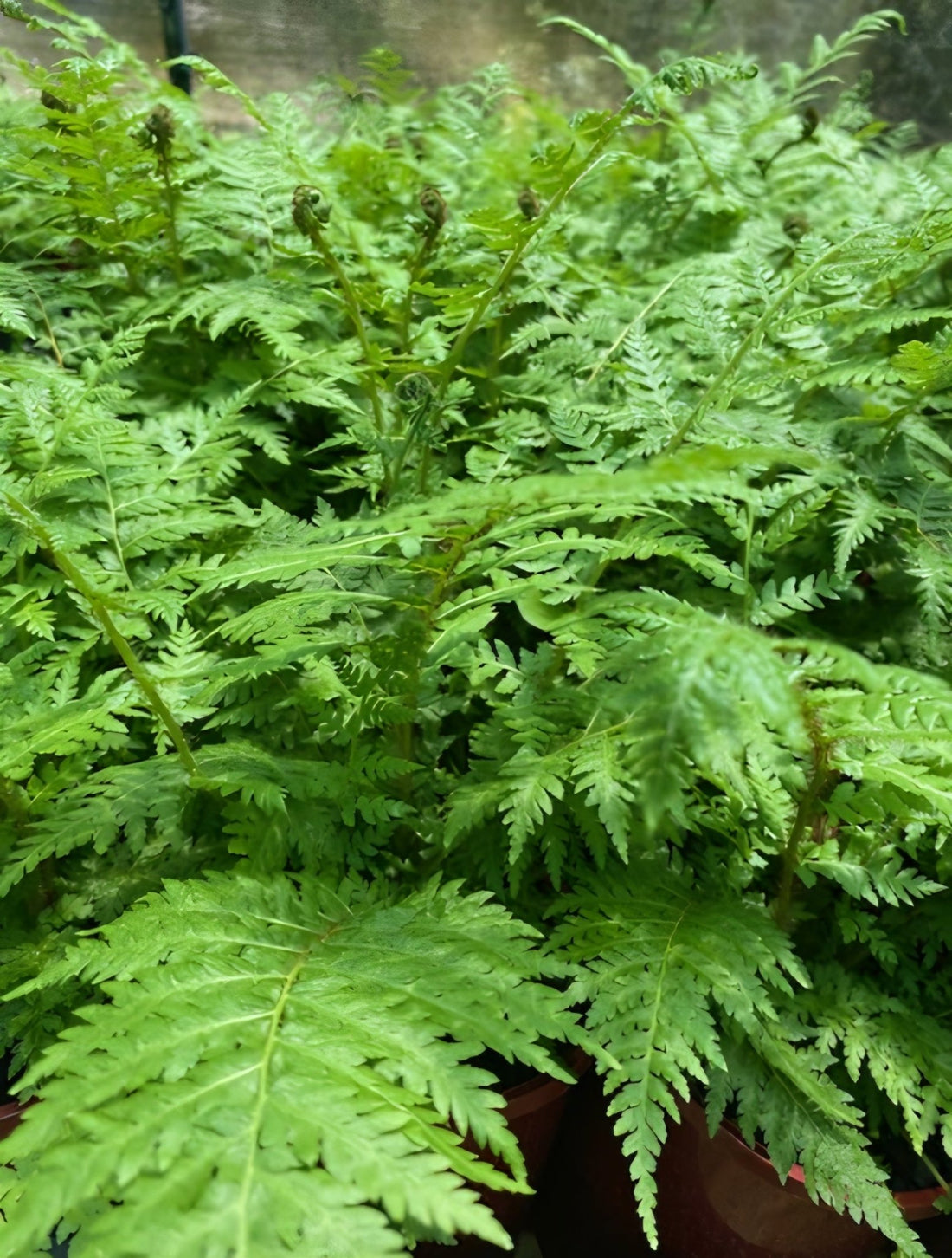 Tree Fern (Cyathea cooperi) - Ladybird Nursery