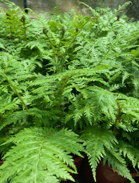 Tree Fern (Cyathea cooperi) - Ladybird Nursery