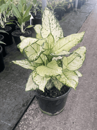 Aglaonema 'White Valentine' - Ladybird Nursery