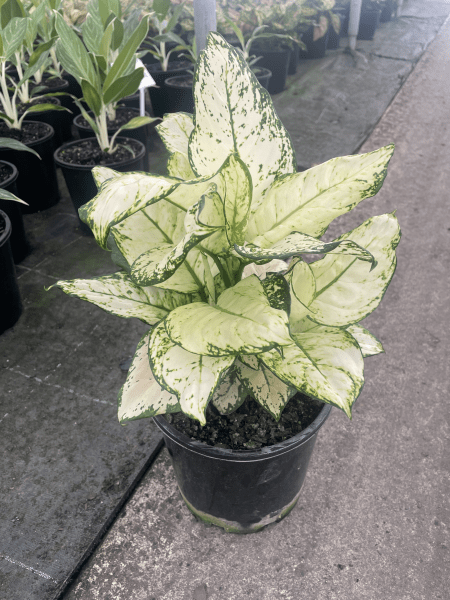 Aglaonema 'White Valentine' - Ladybird Nursery