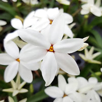Rhodohypoxis 'Fairy Snow' - Ladybird Nursery