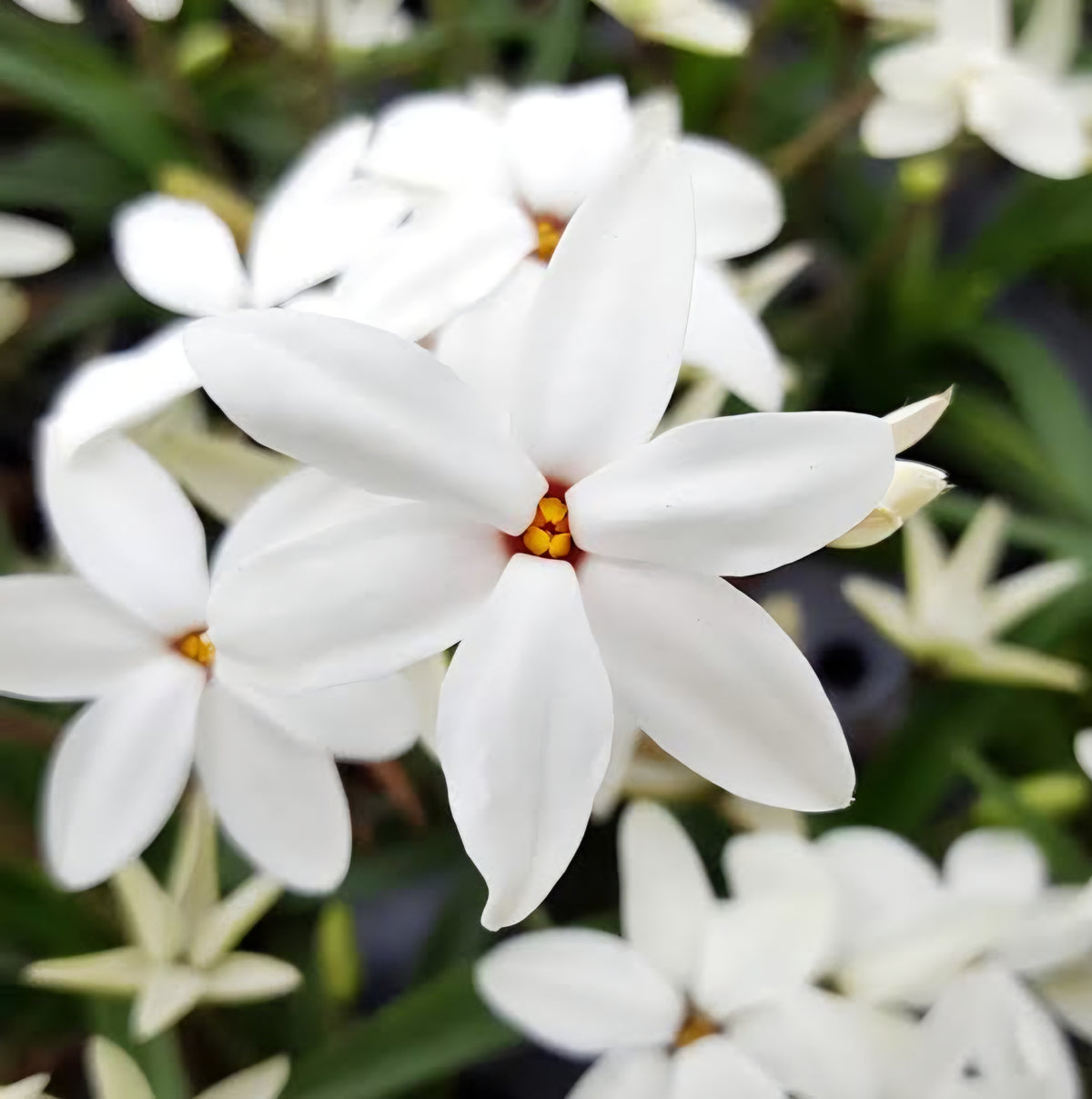 Rhodohypoxis 'Fairy Snow' - Ladybird Nursery