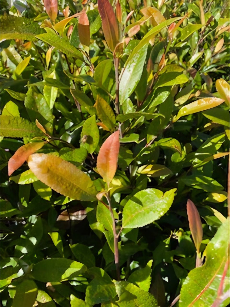 Blueberry Ash 'Prima Donna' (Elaeocarpus reticulatis) - Ladybird Nursery
