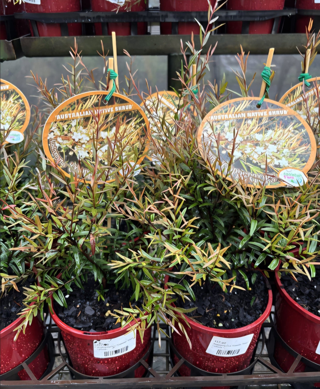 Midyim Berry ‘Copper Tops’ (Austromyrtus dulcis) - Ladybird Nursery
