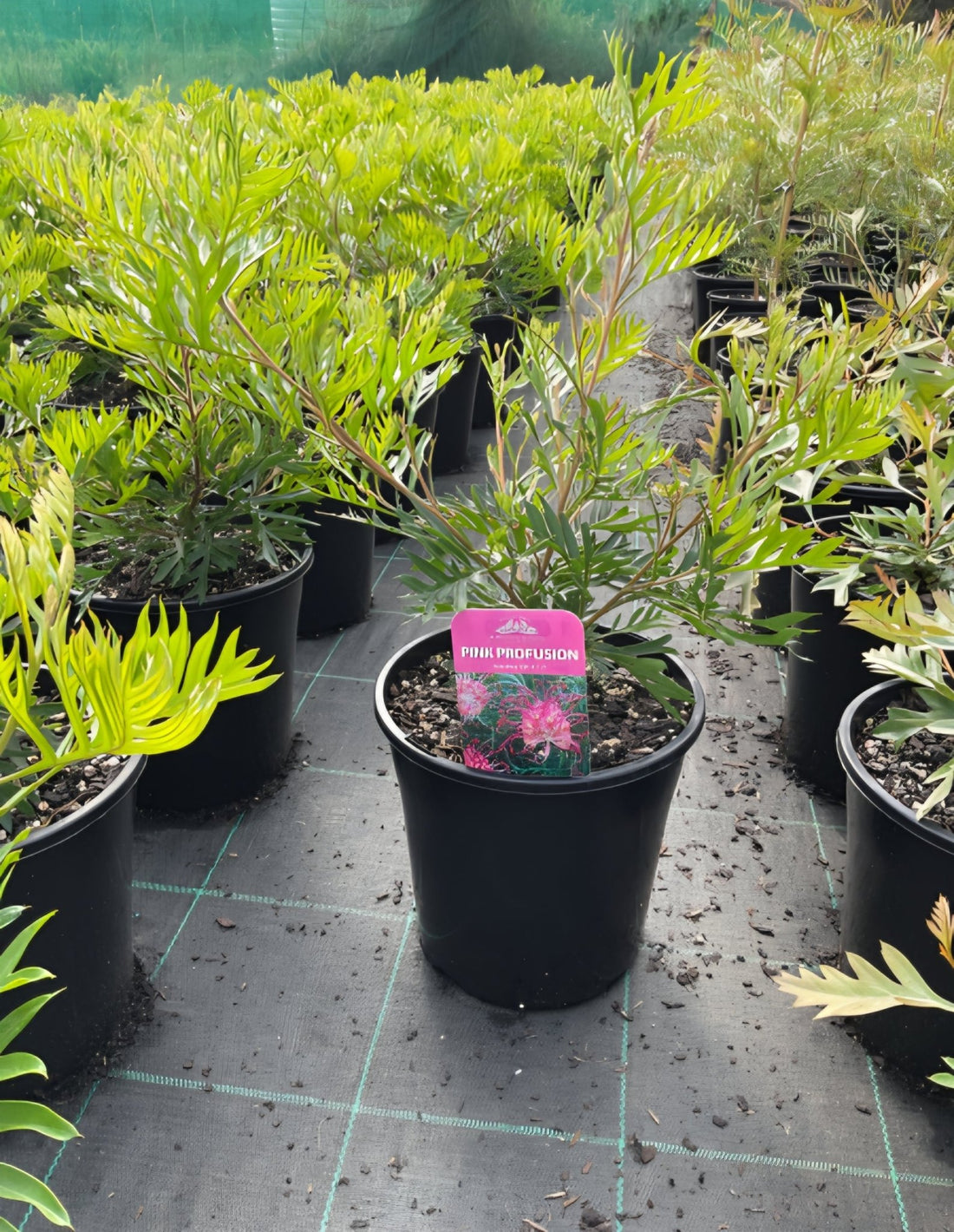 Grevillea 'Pink Profusion' - Large - Ladybird Nursery
