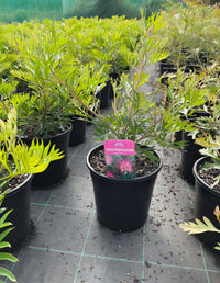 Grevillea 'Pink Profusion' - Large - Ladybird Nursery