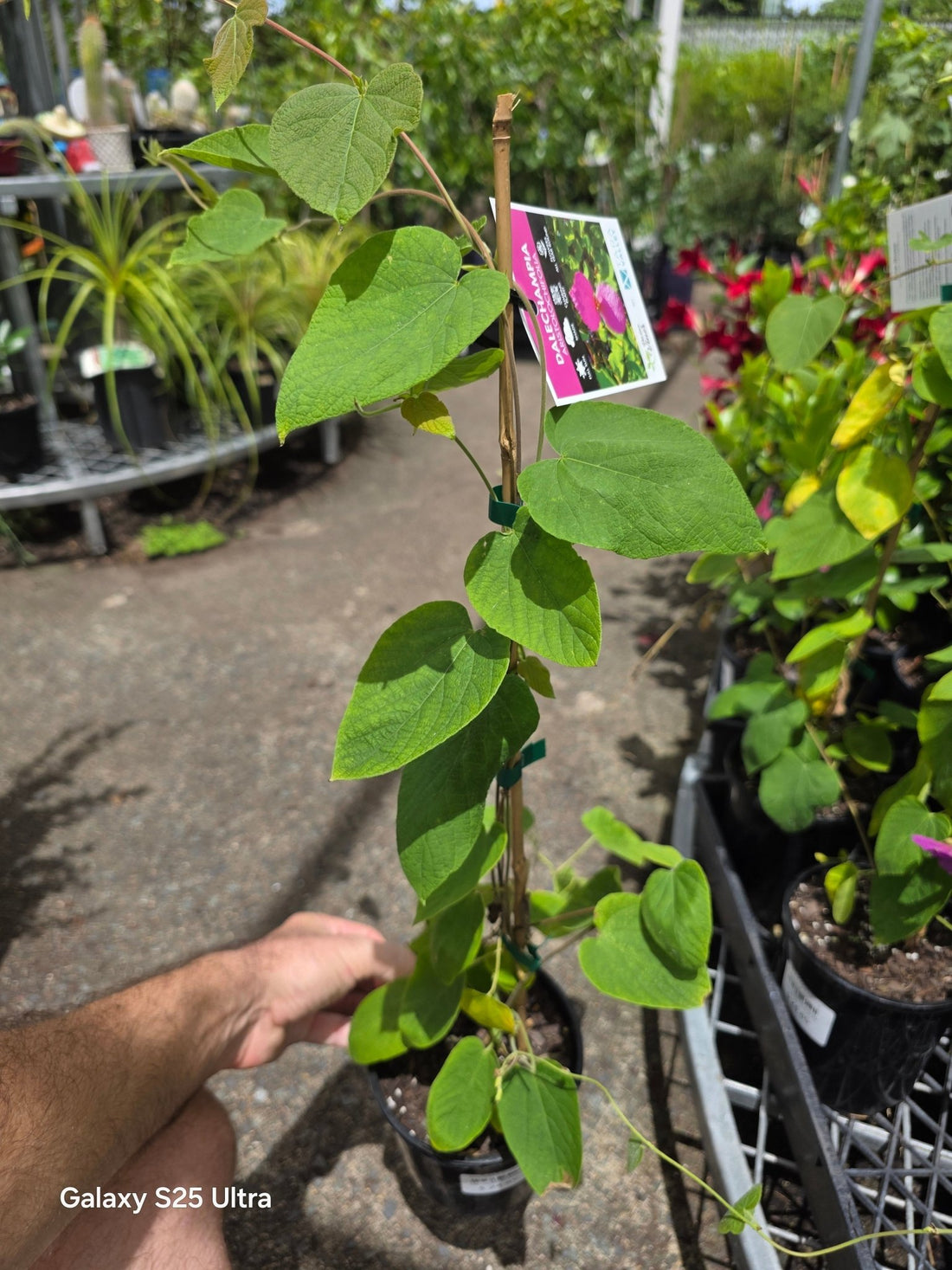 Purple Wings Vine (Dalechampia aristolochiifolia) - Ladybird Nursery