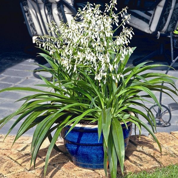 Arthropodium 'Te Puna'