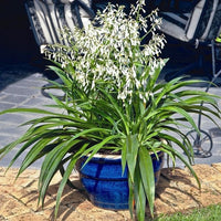 Arthropodium 'Te Puna'