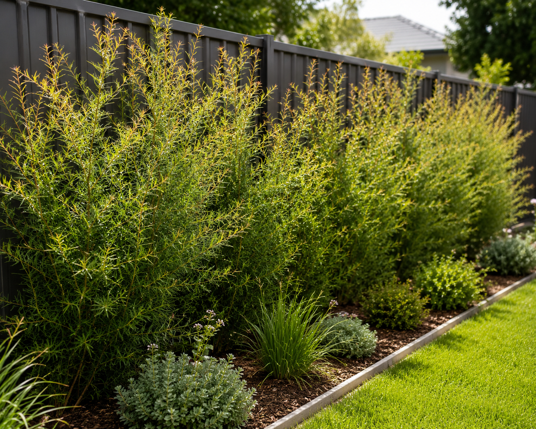 Leptospermum ‘Lemon Hedge’