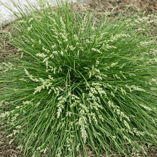 Australian Blue Grass (Poa labillardieri) - Ladybird Nursery