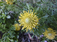 Isopogon 'Little Drumsticks' - Large