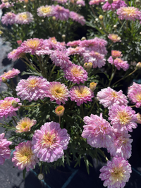 Argyranthemum Federation Fancy 'Sunrise Pink' - Ladybird Nursery
