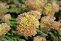 Ozothamnus 'Colour Surprise' - Ladybird Nursery