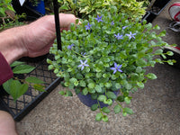Pratia 'Country Park' (Pratia pedunculata) - Ladybird Nursery