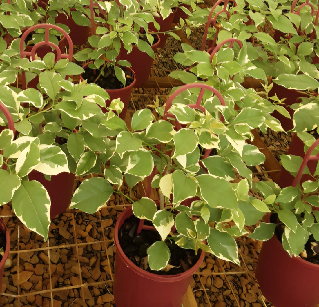 Bougainvillea ‘Miski’ (Bougainvillea Bambino™) - Ladybird Nursery