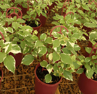 Bougainvillea ‘Miski’ (Bougainvillea Bambino™) - Ladybird Nursery