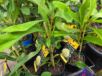 Waratah Wild Brumby 'Georgie Girl (Telopea) - Ladybird Nursery