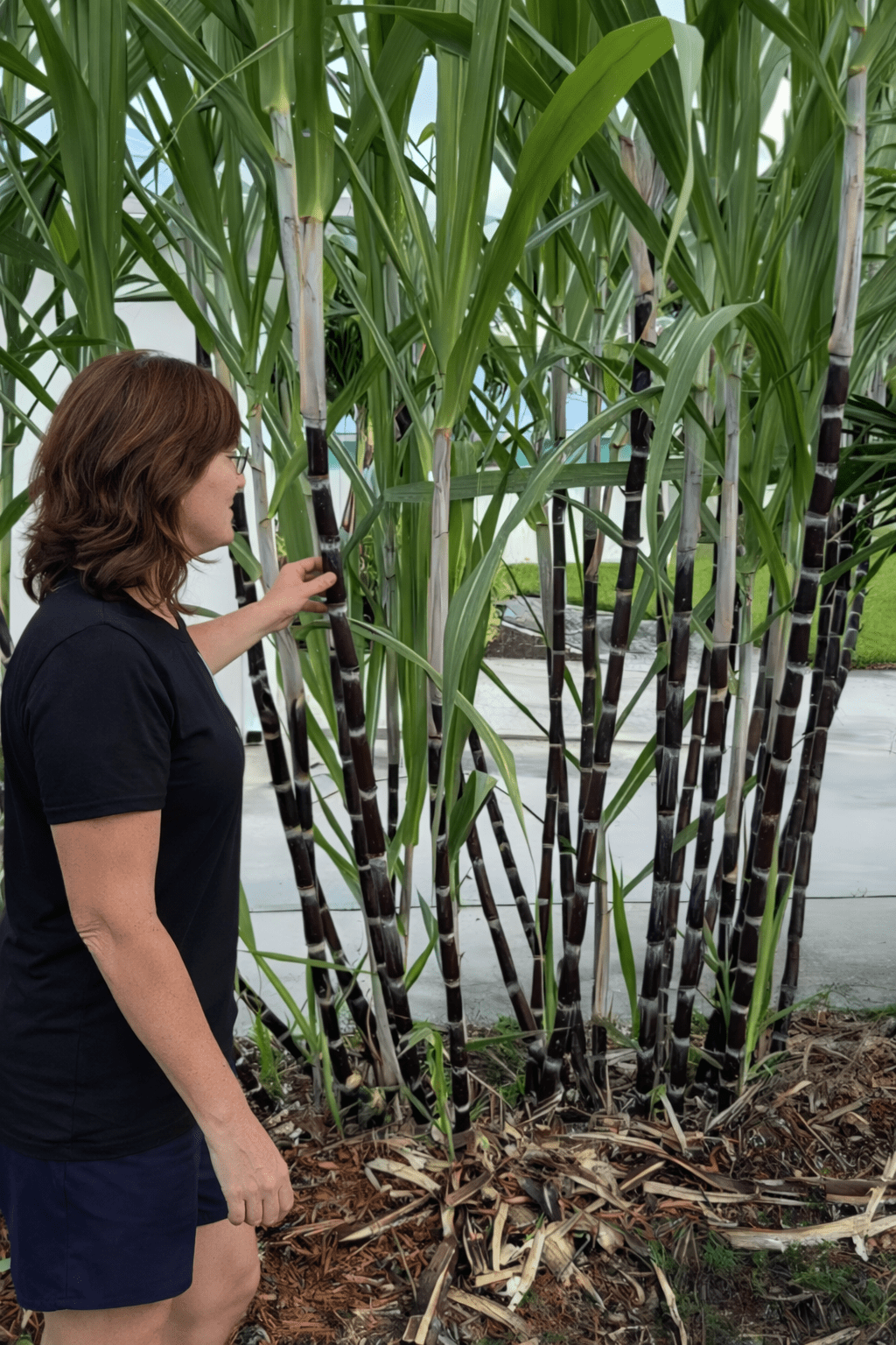 Black Sugarcane 'Burgundy' (QLD ONLY) - Ladybird Nursery
