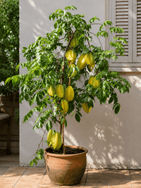 Star Fruit (Carambola) - Ladybird Nursery