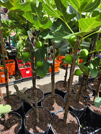 Fig Celeste (advanced size) - Ladybird Nursery