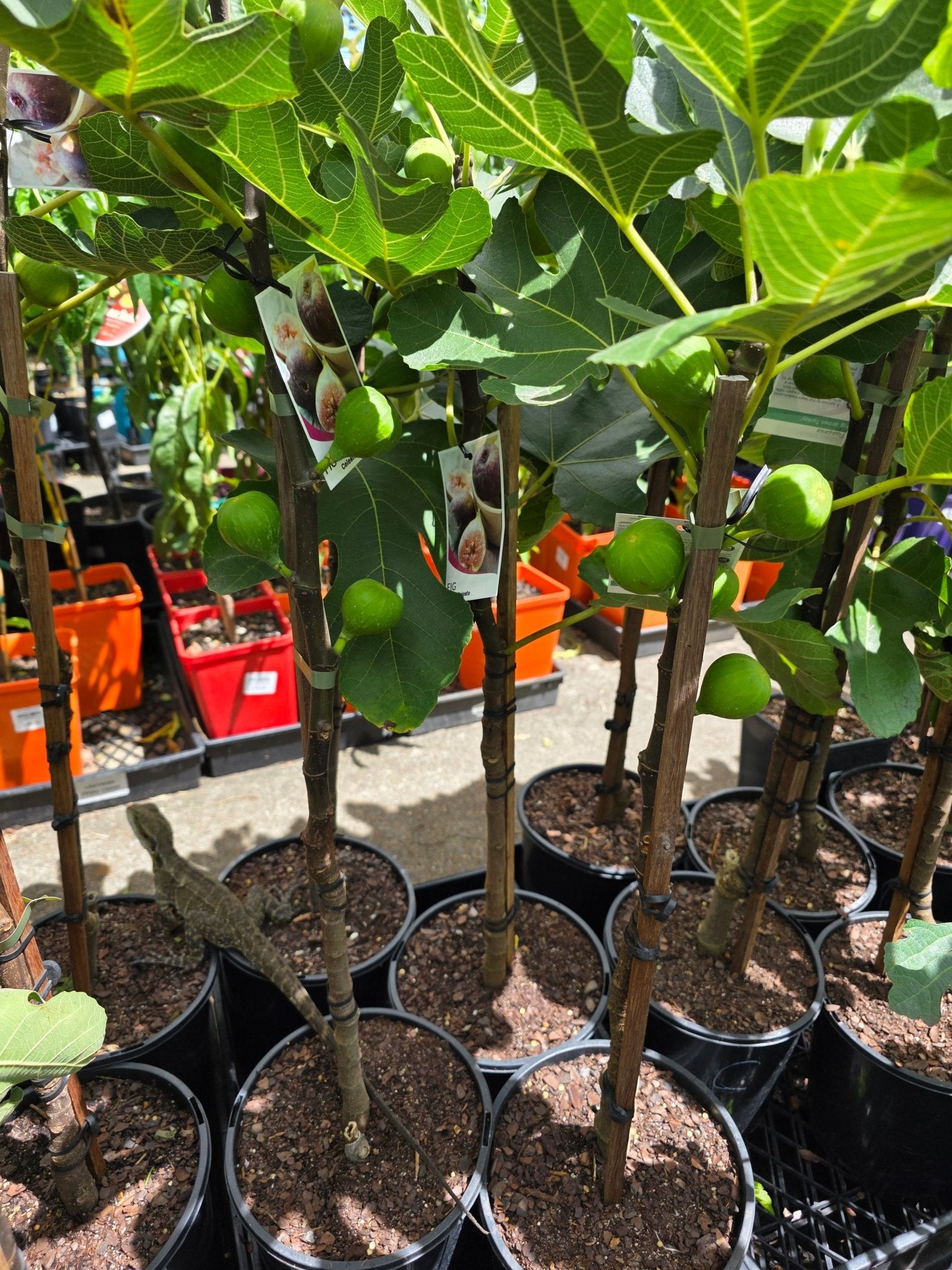 Fig Celeste (advanced size) - Ladybird Nursery
