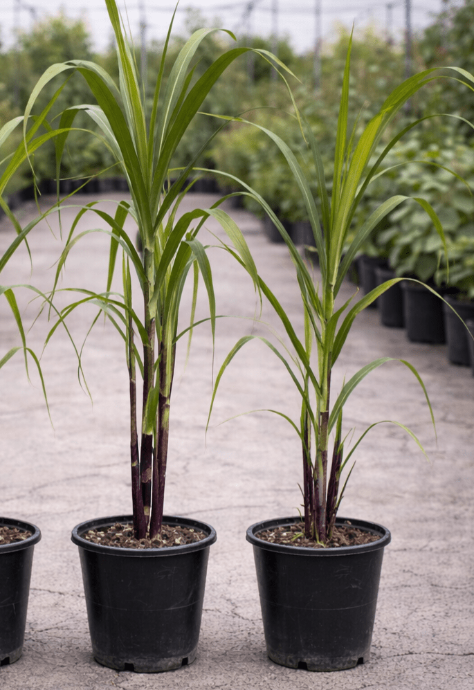 Black Sugarcane 'Burgundy' (QLD ONLY) - Ladybird Nursery