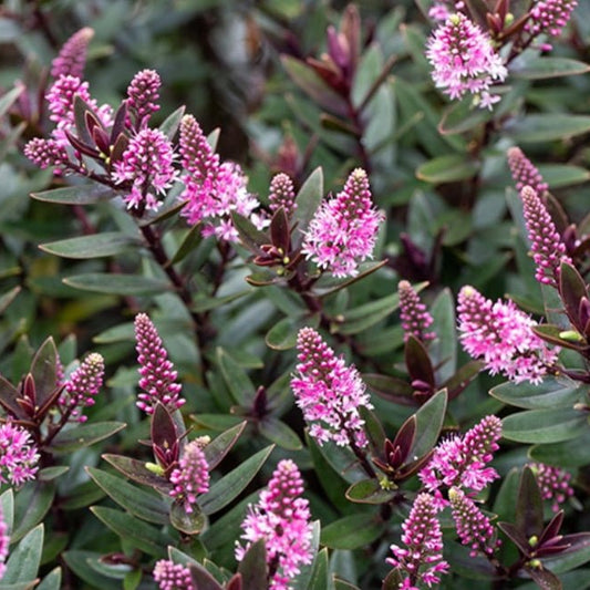 Hebe Chocolate Box 'Candy Cream' - Ladybird Nursery