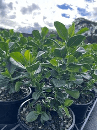 Escallonia 'Pink Elle' - Ladybird Nursery