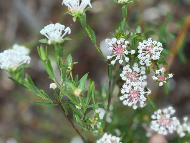Pimelea linifolia pink