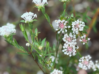 Pimelea linifolia pink