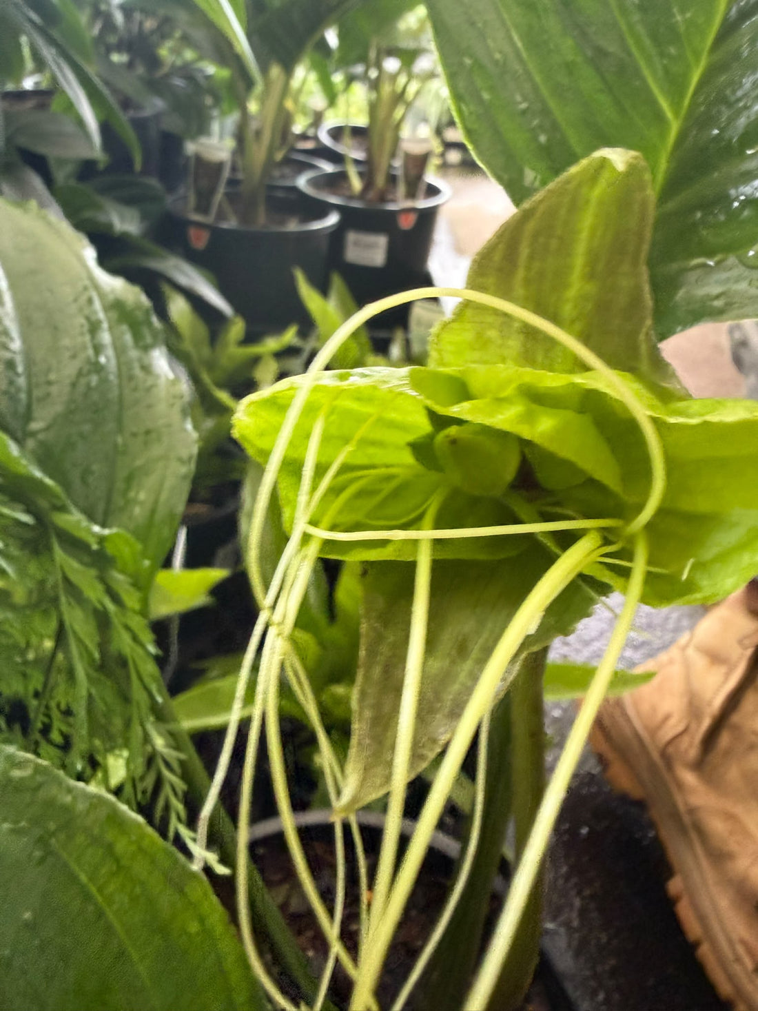 Green Bat Plant (Tacca chantrieri) - Large - Ladybird Nursery