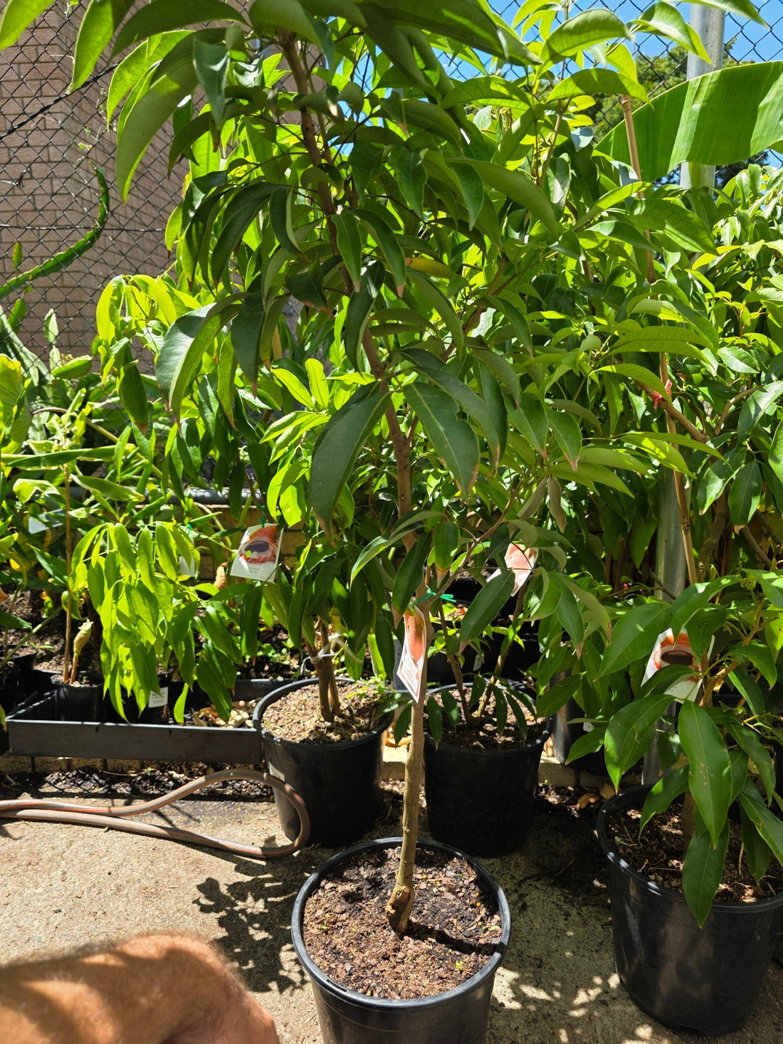 Lychee 'Sue Lin San' (Seedless) - 250mm Pot (PICKUP ONLY) - Ladybird Nursery