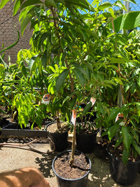 Lychee 'Sue Lin San' (Seedless) - 250mm Pot (PICKUP ONLY) - Ladybird Nursery