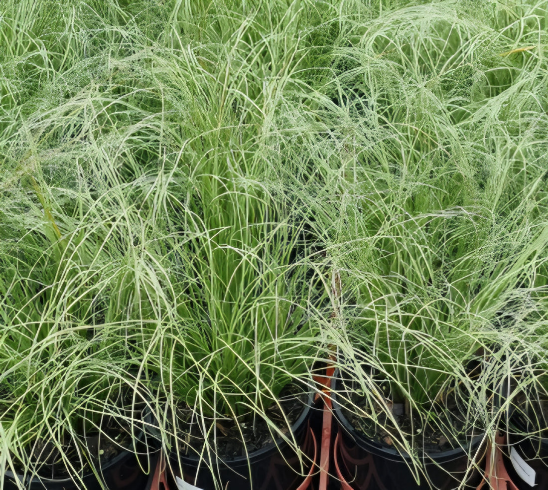 Carex 'Frosty Fountain'