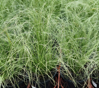 Carex 'Frosty Fountain'