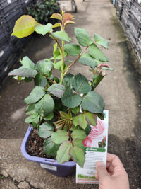 Climbing Rose 'Nahema' - Large - Ladybird Nursery