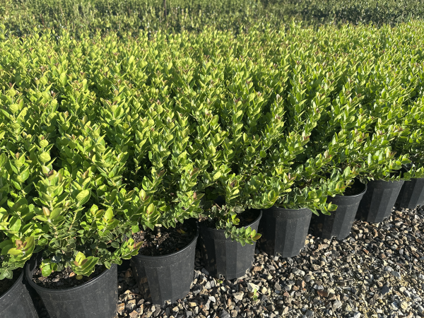 Osmanthus 'Heaven Scent' - Large