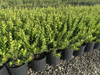 Osmanthus 'Heaven Scent' - Large
