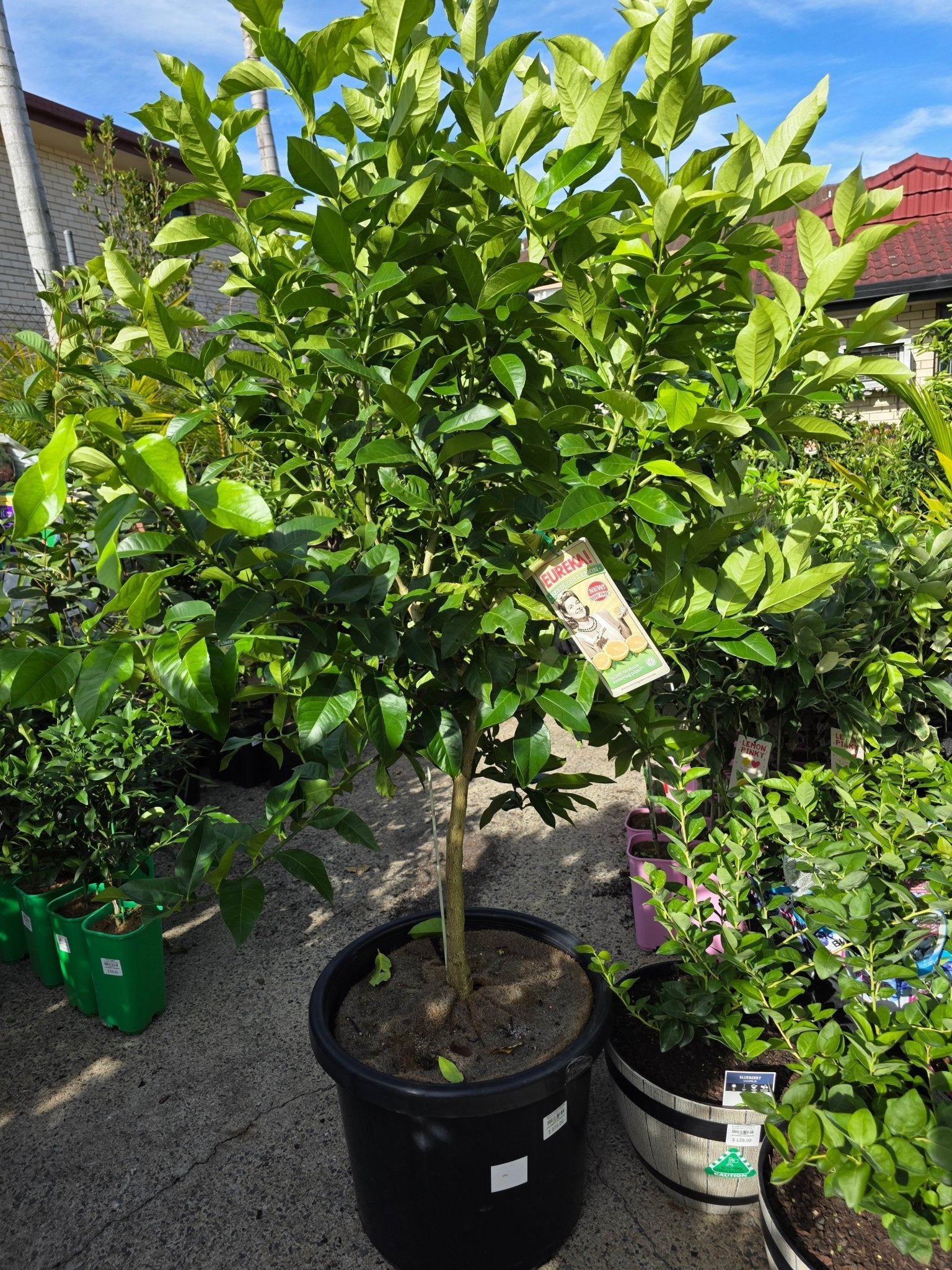 Lemon Eureka Seedless 500mm PICKUP ONLY - Ladybird Nursery