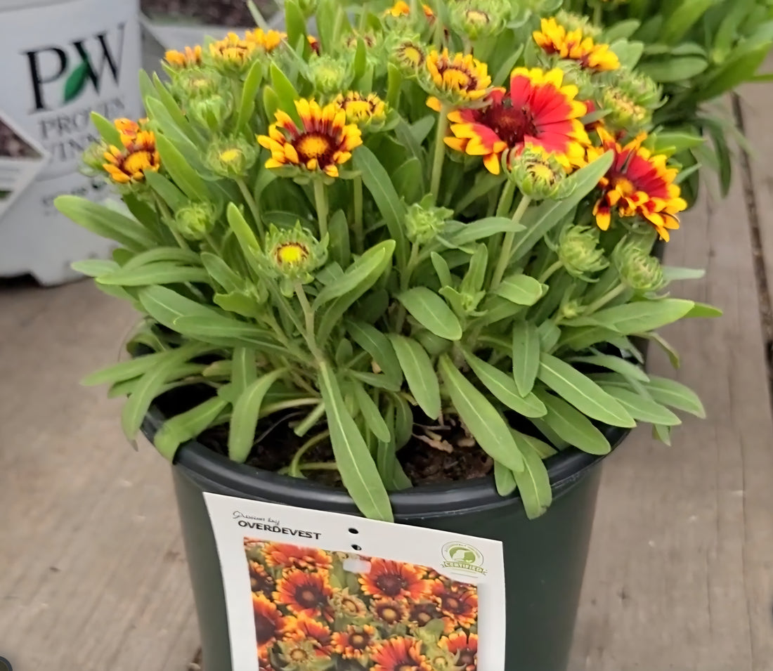 Gaillardia Spintop 'Orange Halo' (Blanket Flower)
