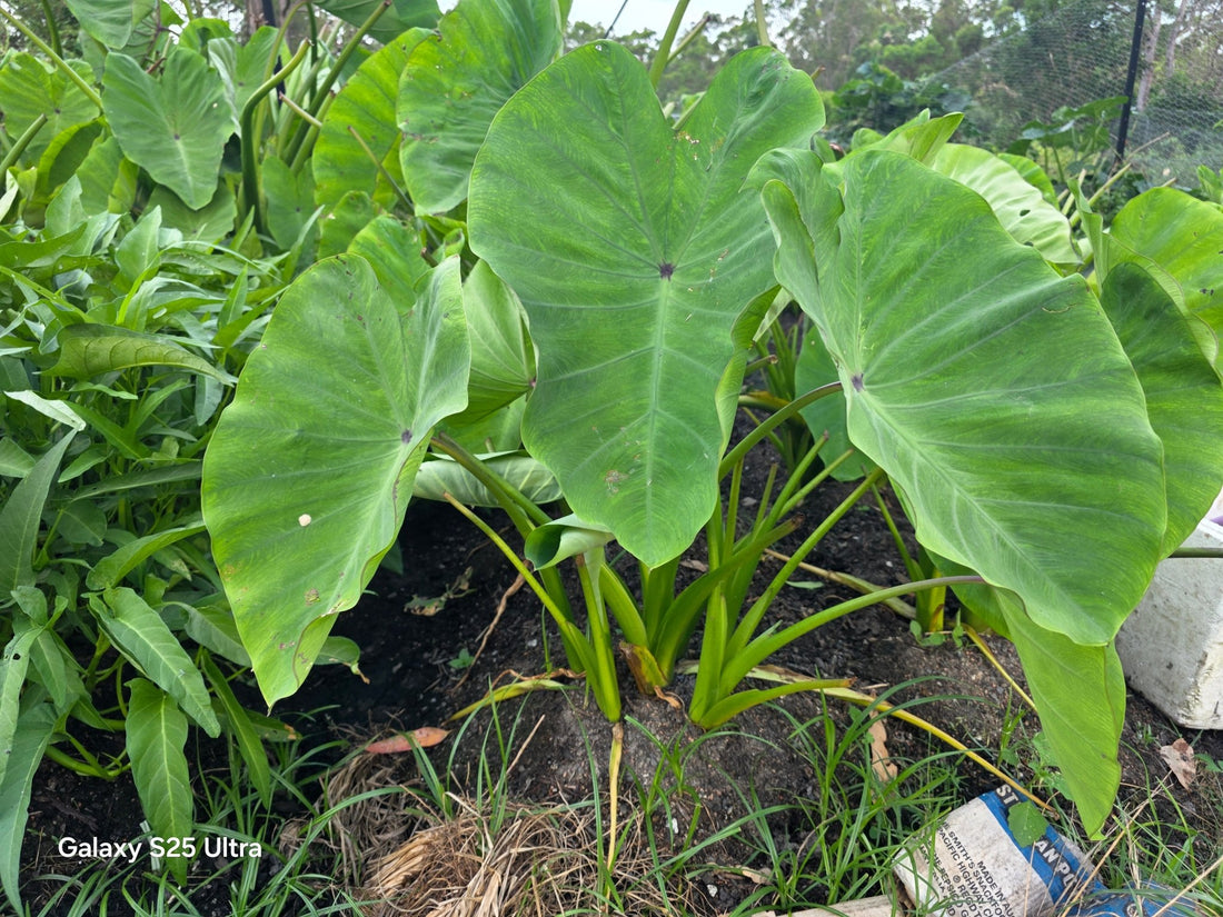 Giant Purple Eating Taro (Colocasia esculenta 'Giant Purple') - Ladybird Nursery