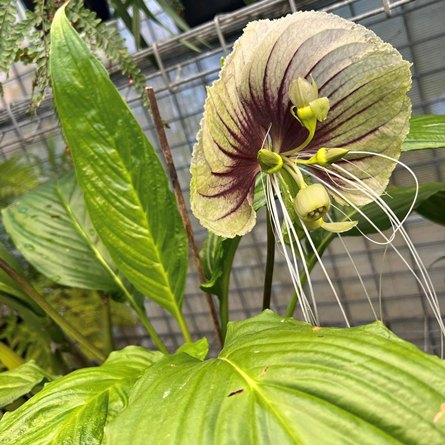 White Moon Bat Plant - Large