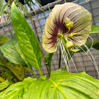 White Moon Bat Plant - Large