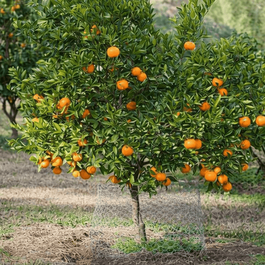 Mandarin 'Emperor' 500mm Pot (Pickup Only) - Ladybird Nursery