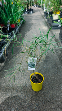 Weeping Myall (Acacia pendula)