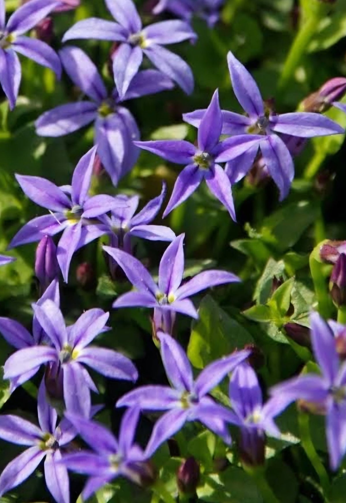 Pratia 'Country Park' (Pratia pedunculata) - Ladybird Nursery