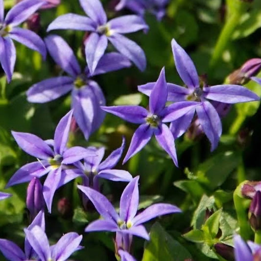 Pratia 'Country Park' (Pratia pedunculata) - Ladybird Nursery