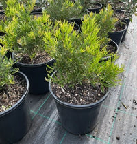 Grevillea ‘Bonnie Prince Charlie’ - Ladybird Nursery